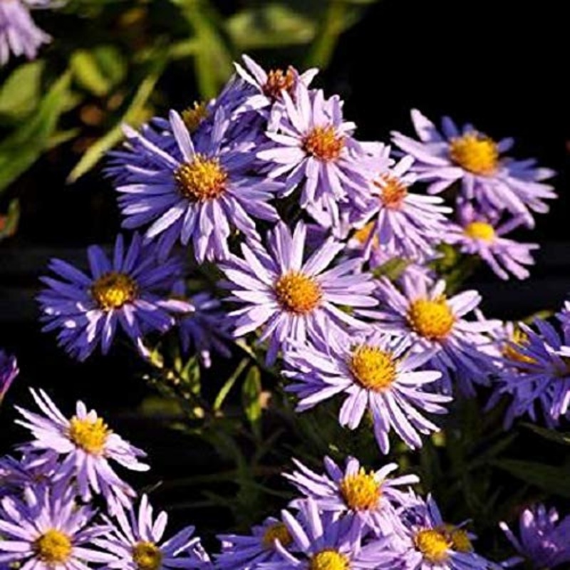 6 x Aster Dumosus ‘Professor Anton Kippenberg’ – Perenni Vaso 9cm x 9cm