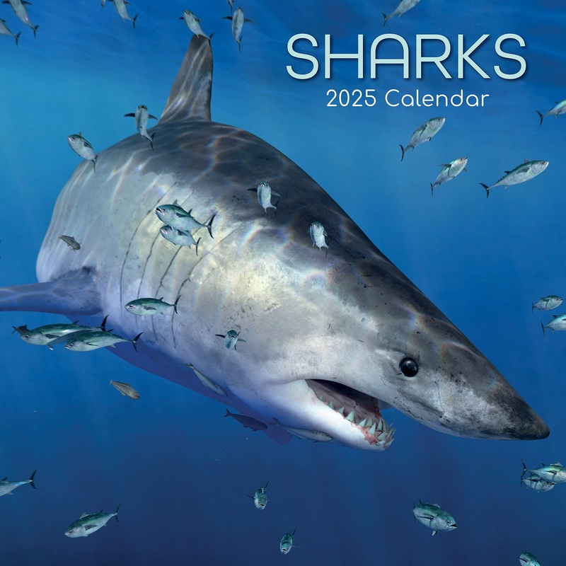 Sharks – 2025 Square Wall Calendar Pets Animals 16 Months Premium Planner Gift